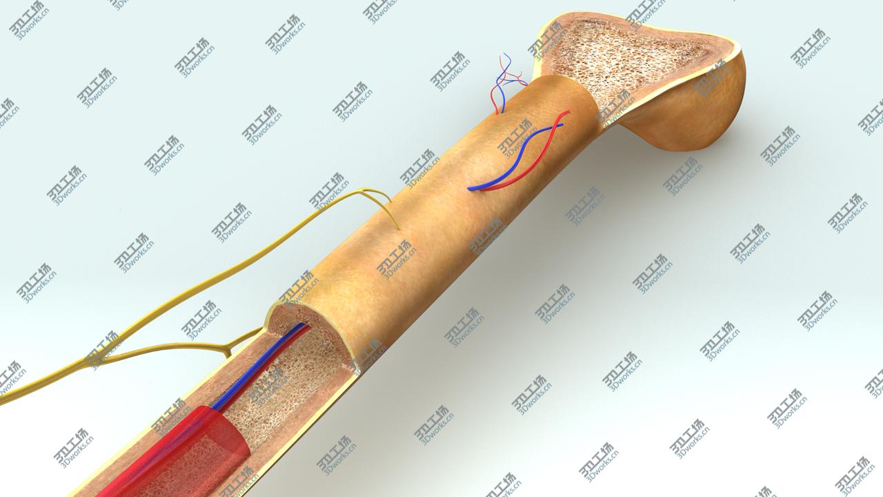 images/goods_img/202105074/Bone anatomy/4.jpg